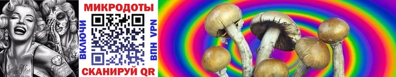 наркота  Урюпинск  Псилоцибиновые грибы Psilocybe 